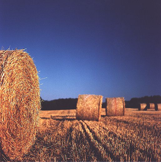 Am Ende des Sommers