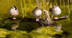 Am Ente des Tages