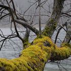 Am Erlaufsee