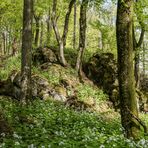 Am Ernstberg im Duftmeer der Mondviolen