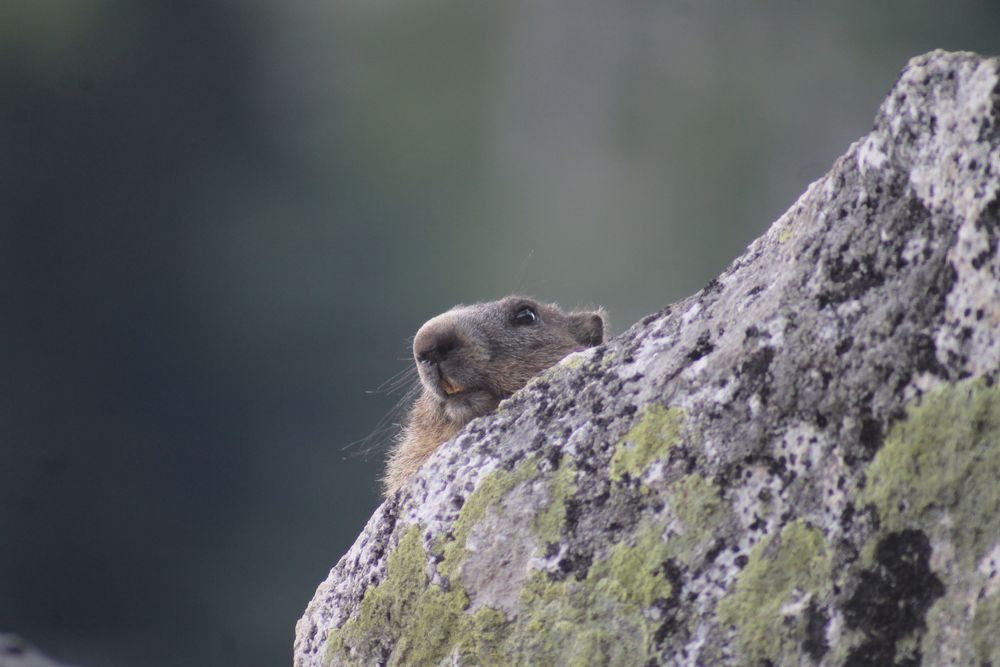 Am ersten Tag vom Urlaub in Sedrun 2012