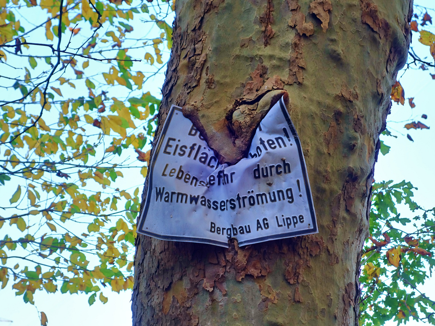 Am Ewaldsee in Gelsenkirchen. Die Natur gewinnt immer!