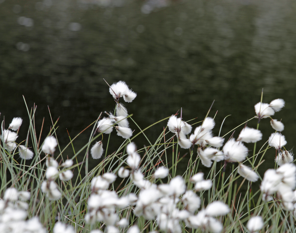 am ewigen Meer