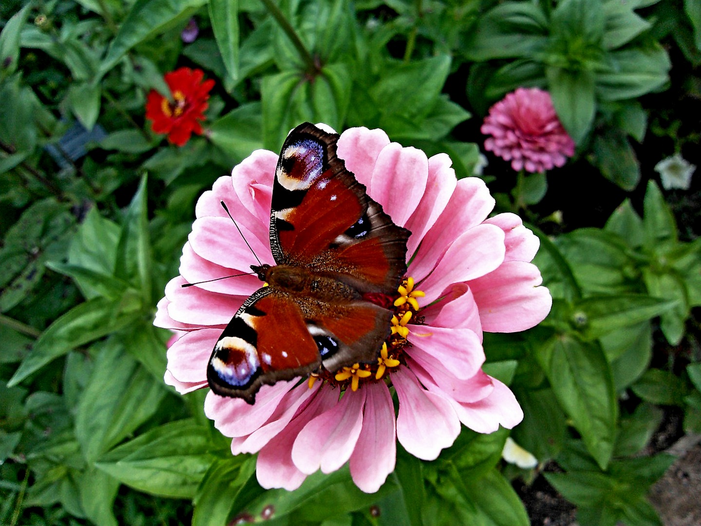 Am Familienplatz Wien Ottakring Schmetterling, leider Selten