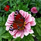 Am Familienplatz Wien Ottakring Schmetterling, leider Selten