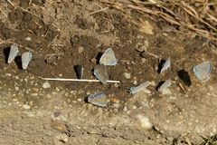 Am fast „blauen“ Ufer der Lahn 01