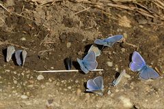 Am fast „blauen“ Ufer der Lahn 02