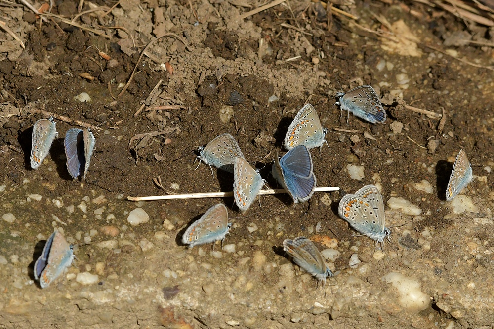 Am fast „blauen“ Ufer der Lahn 03