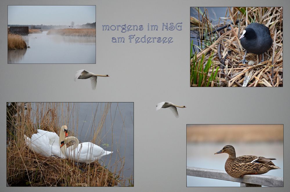 am Federsee -6-