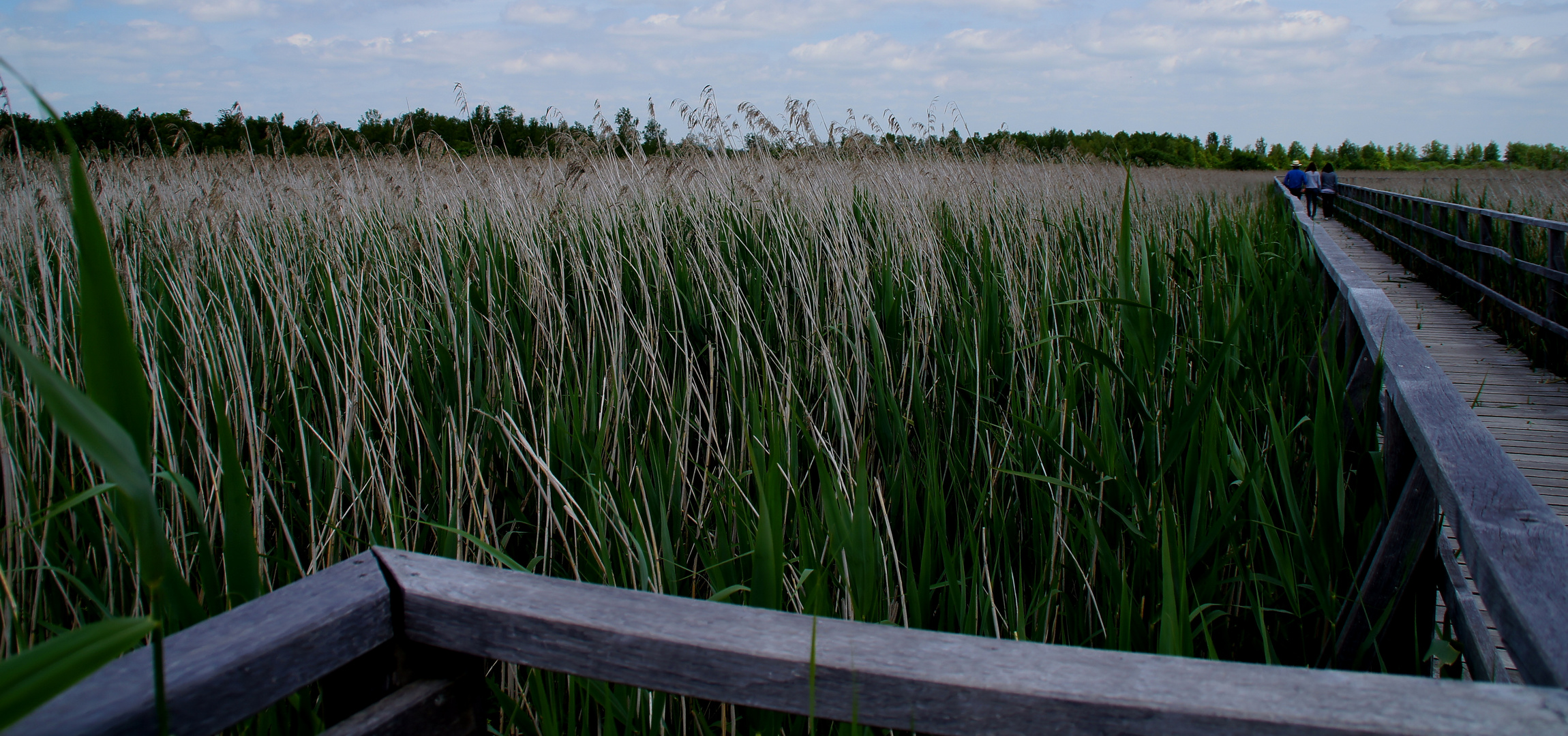 am Federsee