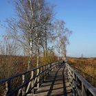 Am Federsee im November