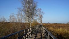 Am Federsee im November