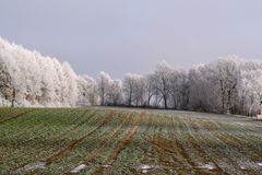 Am Feld