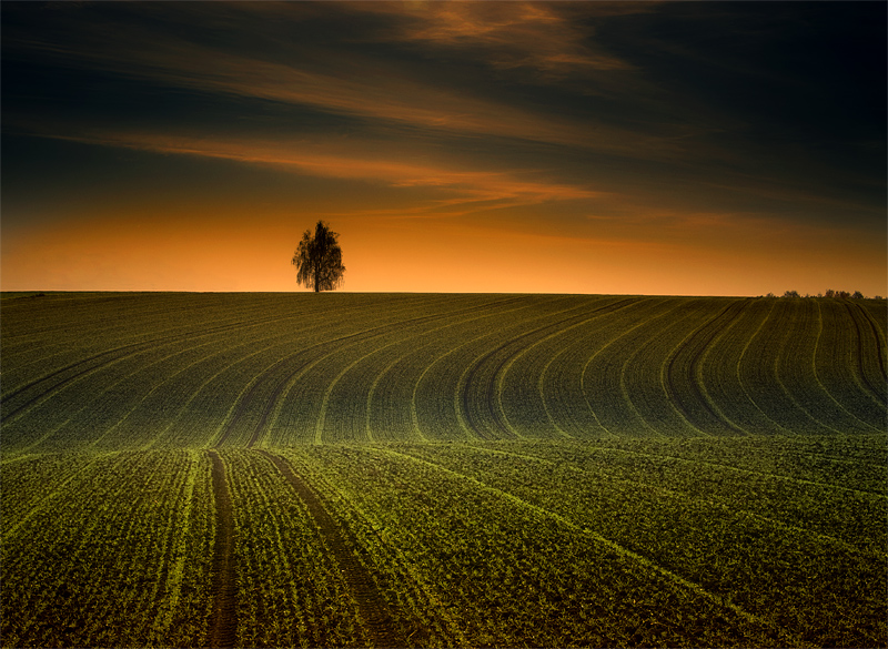 Am Feld von Norbert Senser