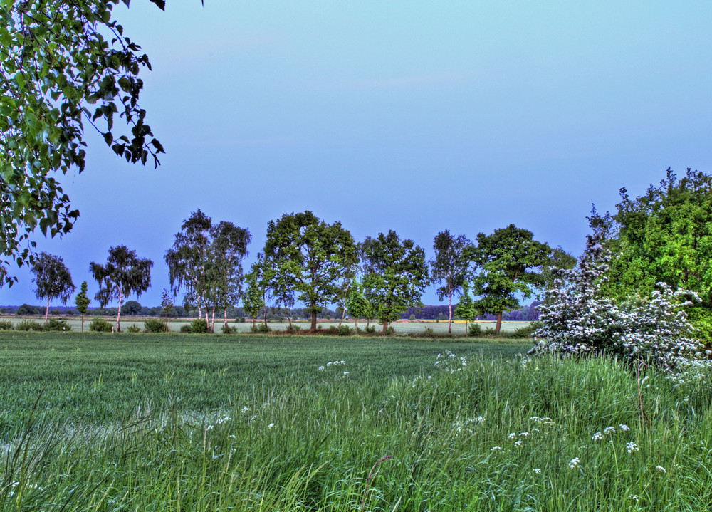 Am Feld abends zur blauen Stunde