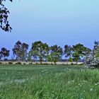 Am Feld abends zur blauen Stunde