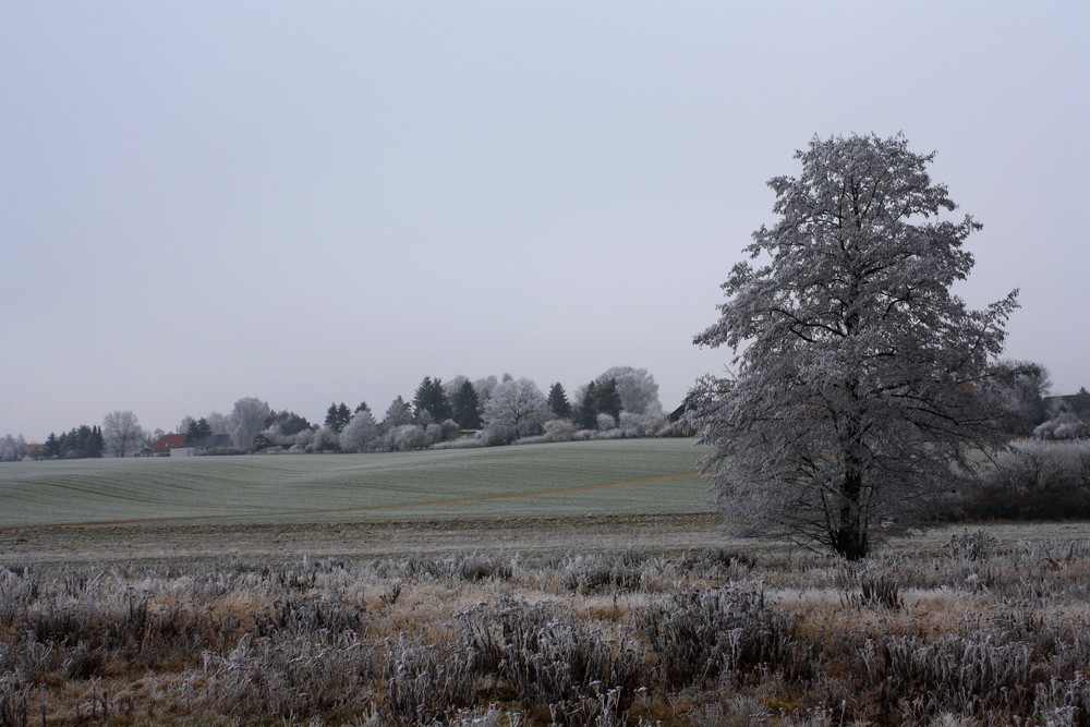 Am Feld