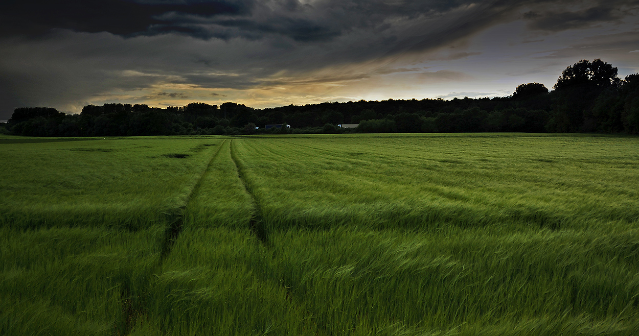 Am Feld