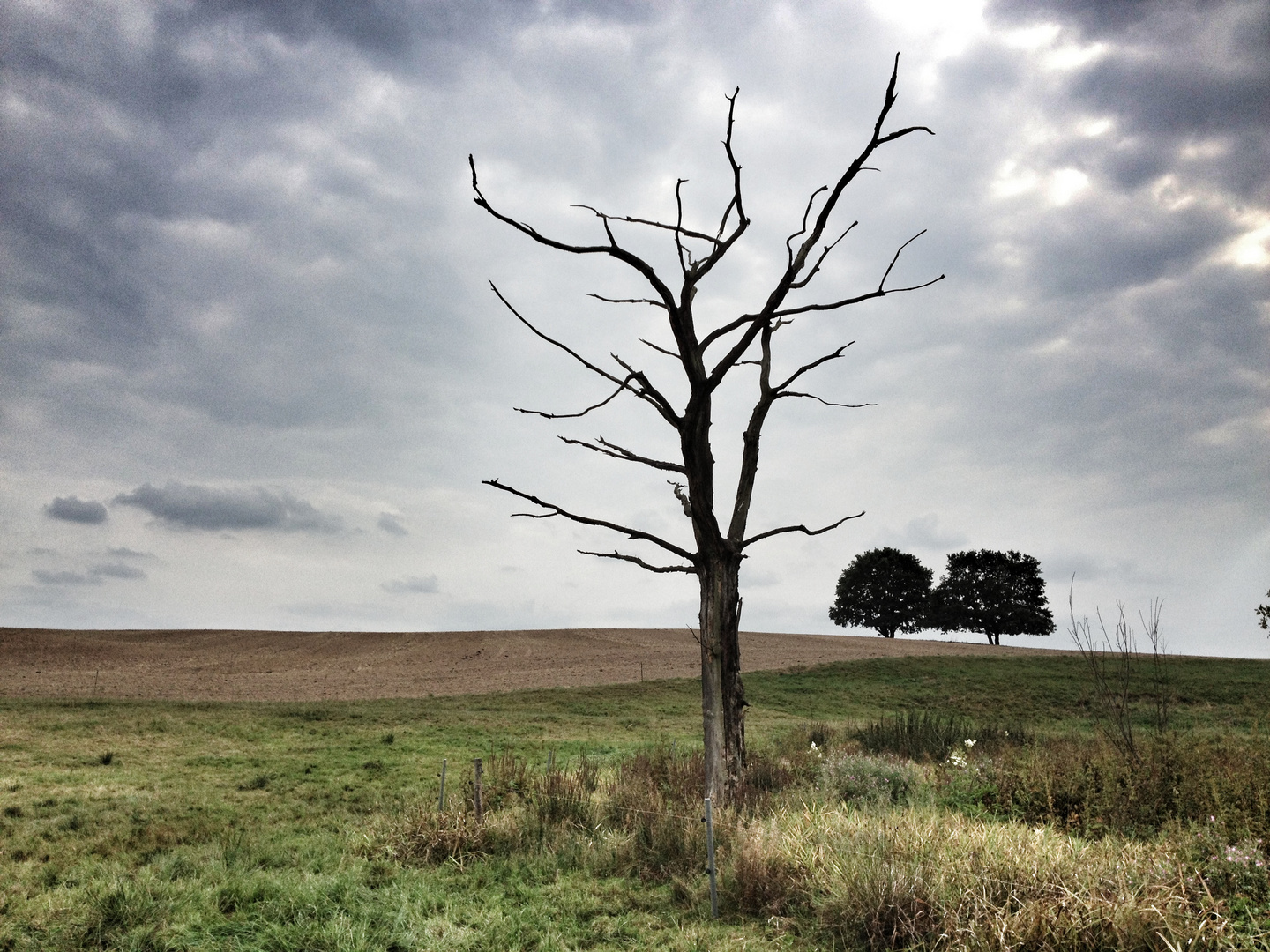 Am Feld