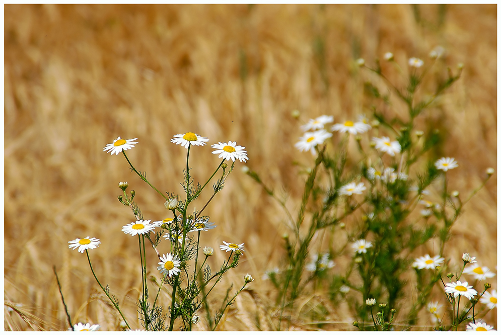 Am Feld... II