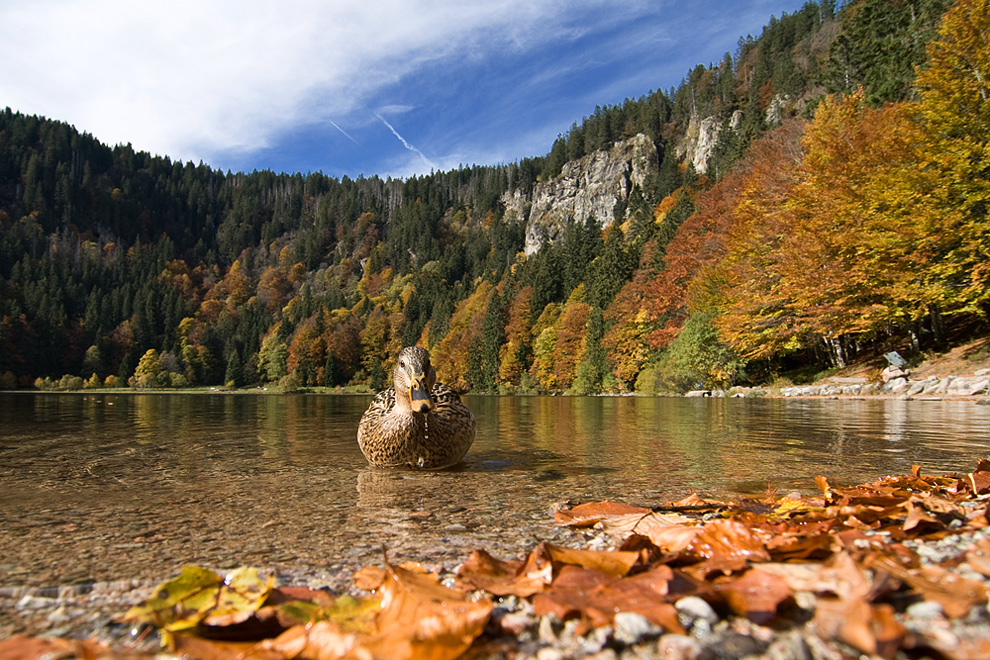 Am Feldbergsee