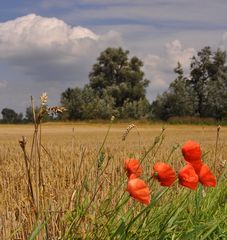 am feldrand