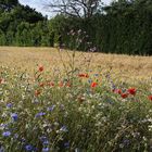 am Feldrand blüht es bunt