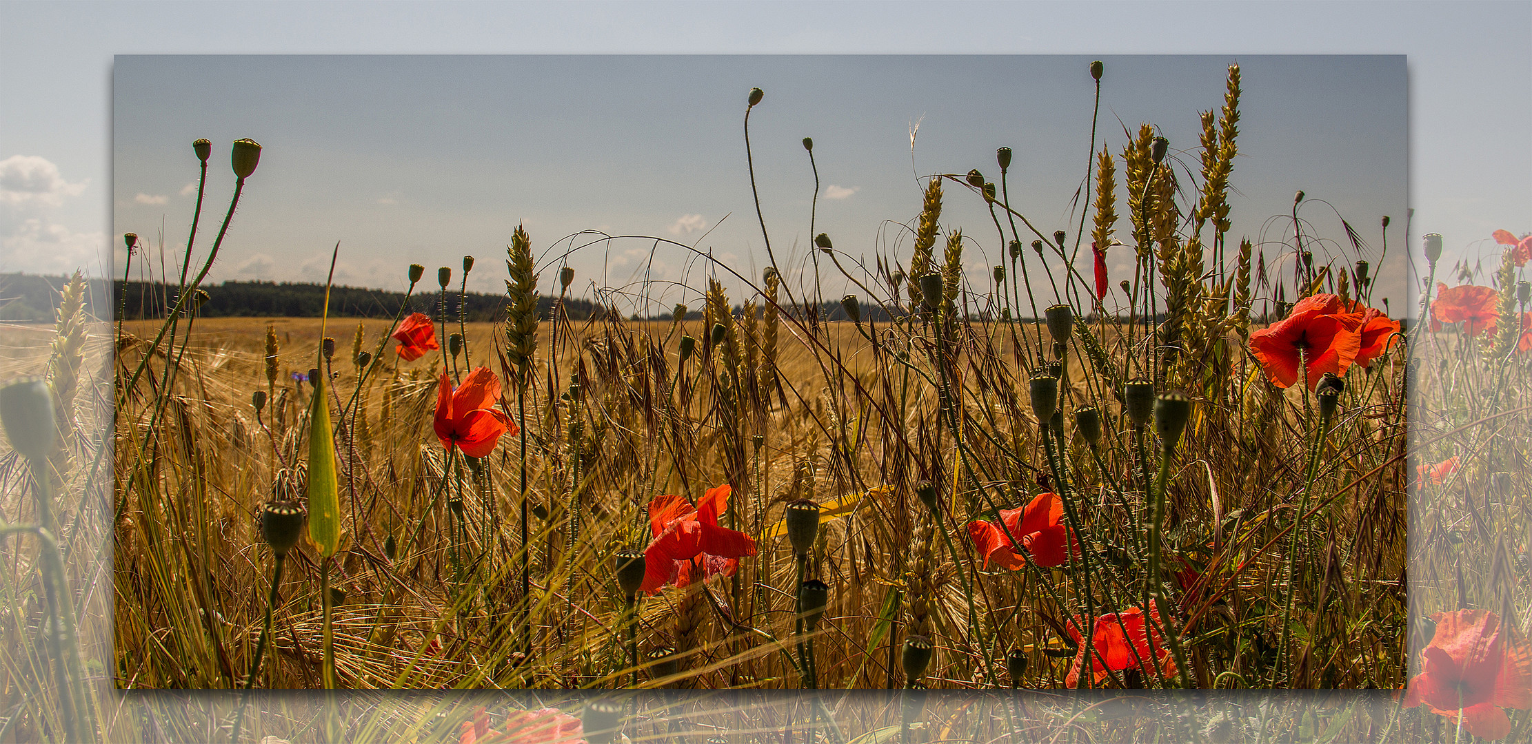 Am Feldrand in der Uckermark