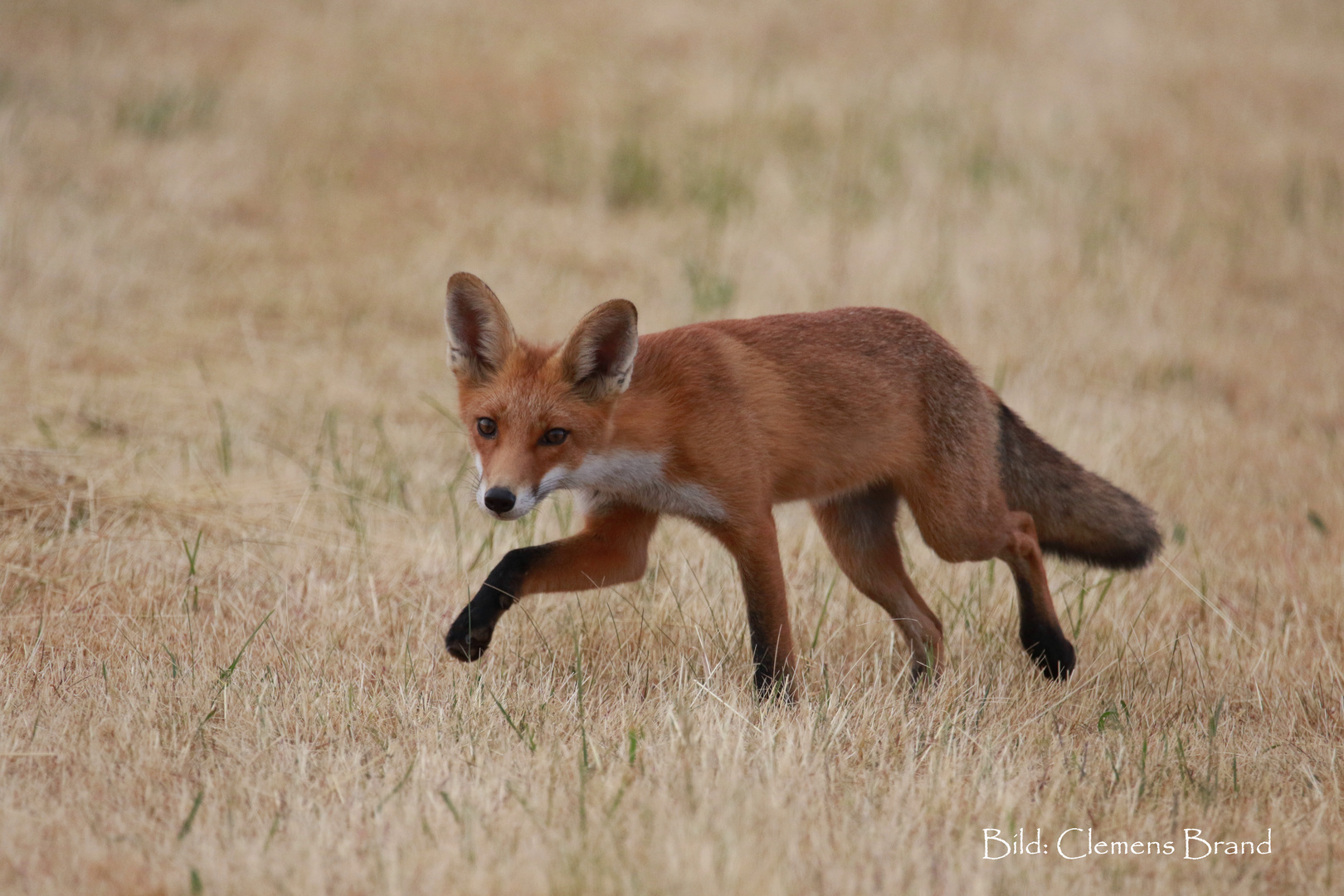 Am Feldrand mit Hecken Fuchs 1 von 5