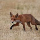 Am Feldrand mit Hecken Fuchs 1 von 5