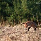 Am Feldrand mit Hecken Fuchs 2 von 5 