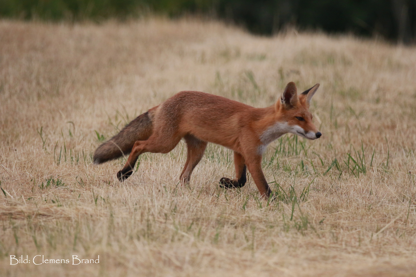 Am Feldrand mit Hecken Fuchs 3 von 5