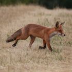 Am Feldrand mit Hecken Fuchs 3 von 5