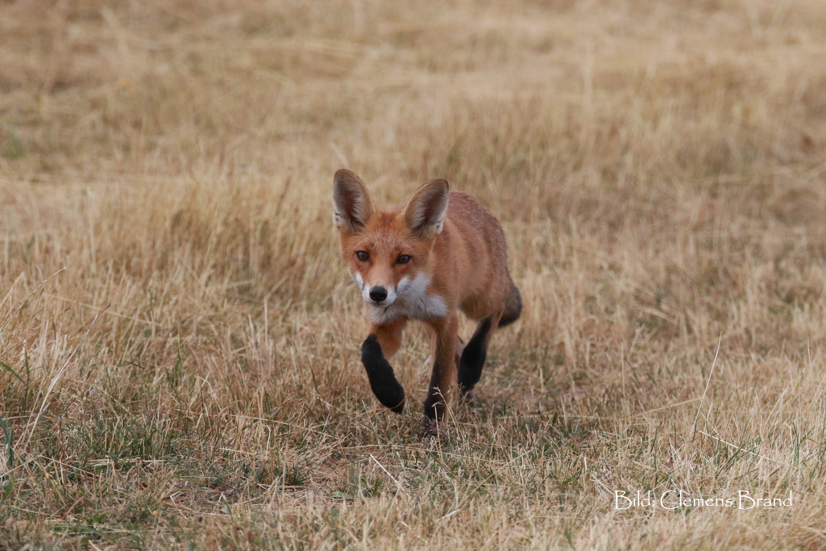 Am Feldrand mit Hecken Fuchs 4 von 5