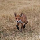 Am Feldrand mit Hecken Fuchs 4 von 5