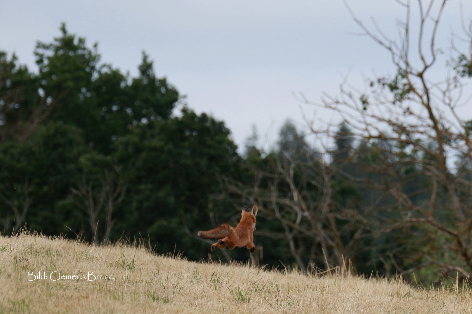 Am Feldrand mit Hecken Fuchs 5 von 5 