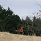 Am Feldrand mit Hecken Fuchs 5 von 5 