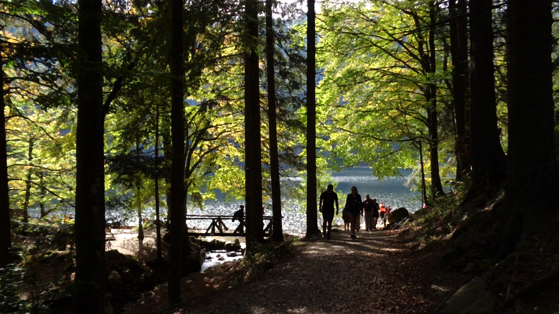 Am Feldsee der Herbstfärbung nachgespürt