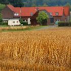 Am Feldweg