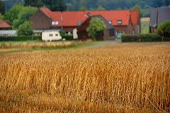 Am Feldweg