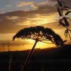 Am Feldweg im Sonnenuntergang