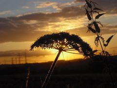 Am Feldweg im Sonnenuntergang