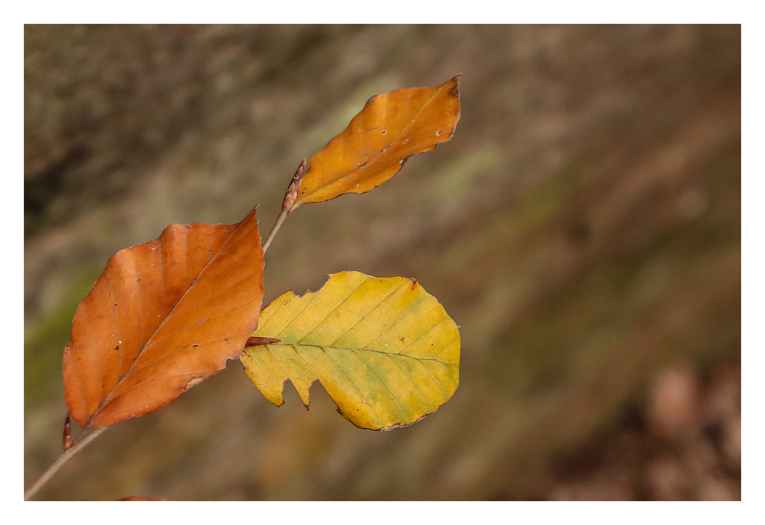 Am Felsen