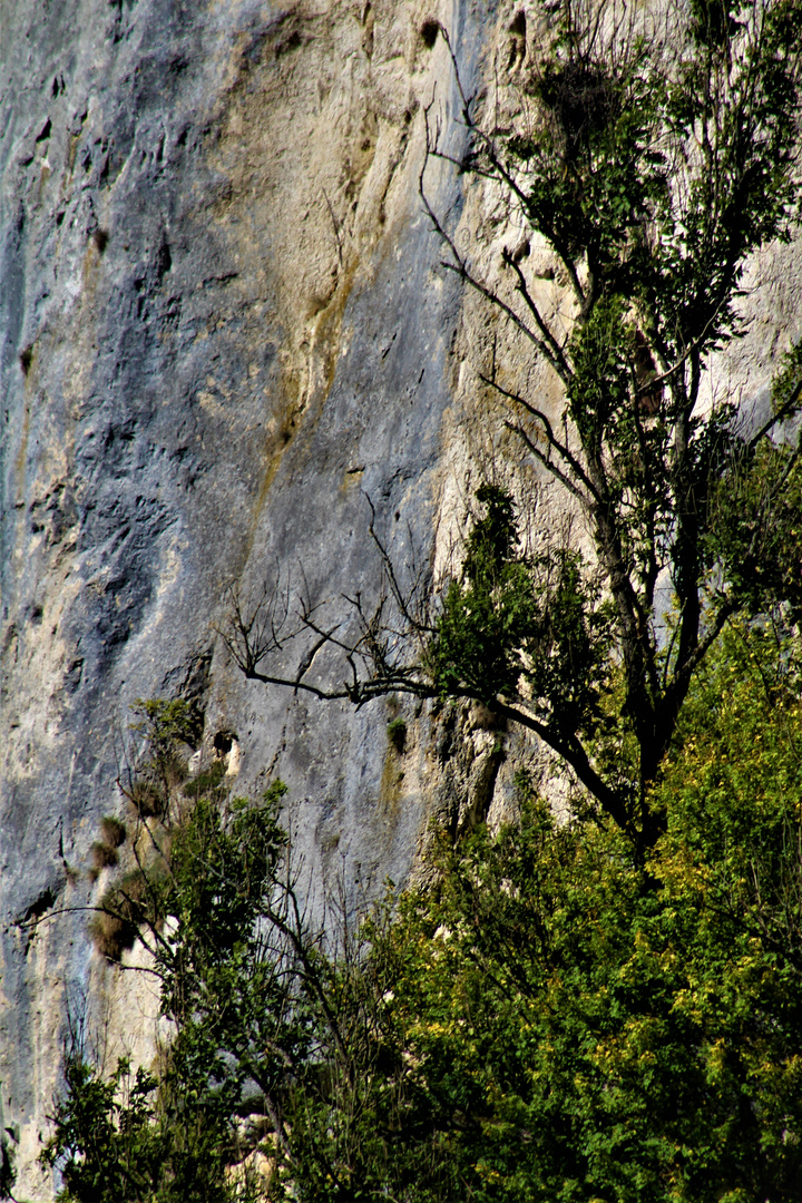 am Felsen entlang gewachsen ,