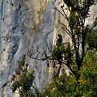 am Felsen entlang gewachsen ,