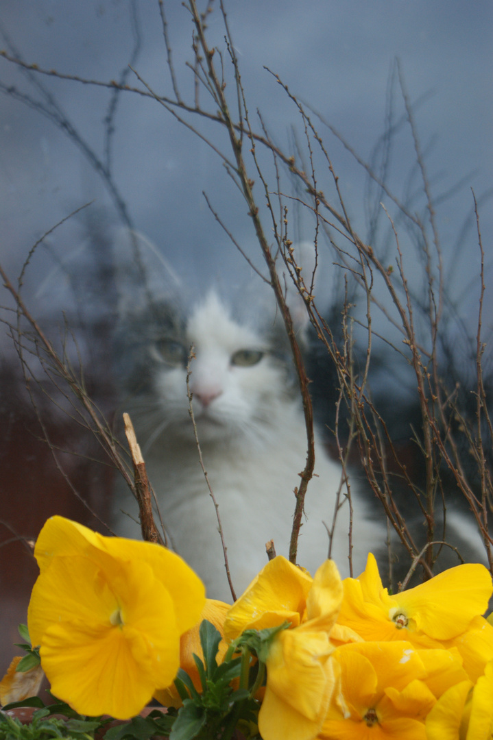 ...Am Fenster...