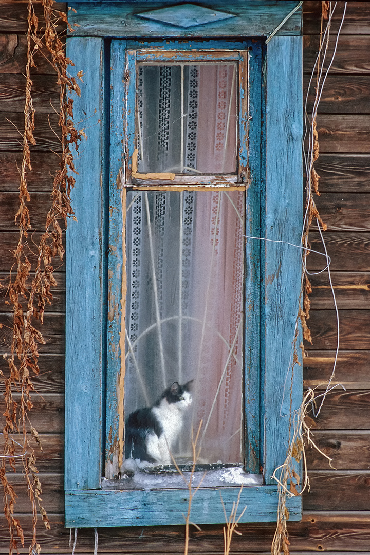 am Fenster