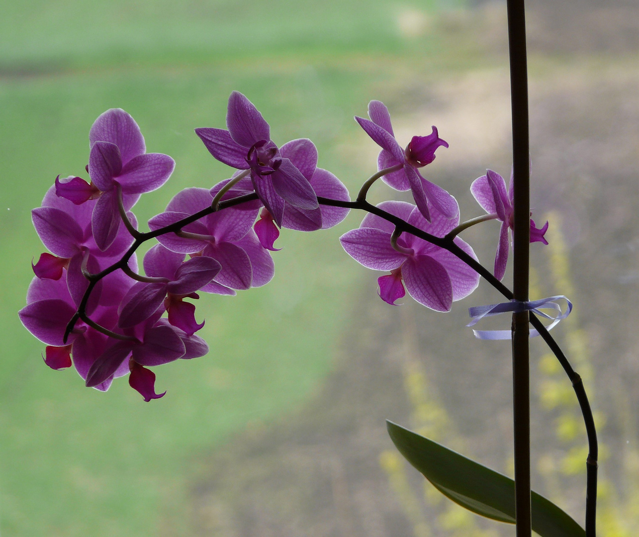 am Fenster