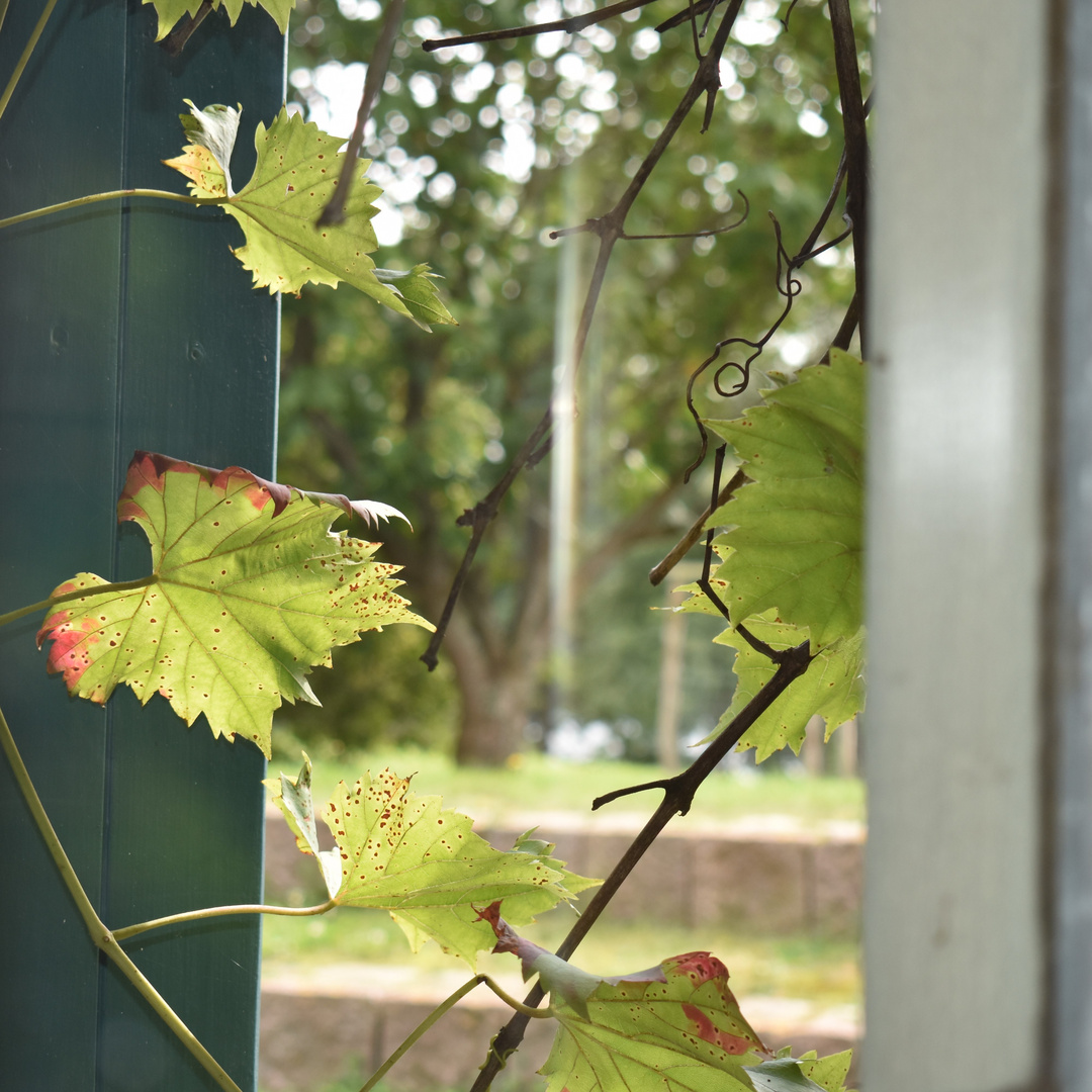 Am Fenster