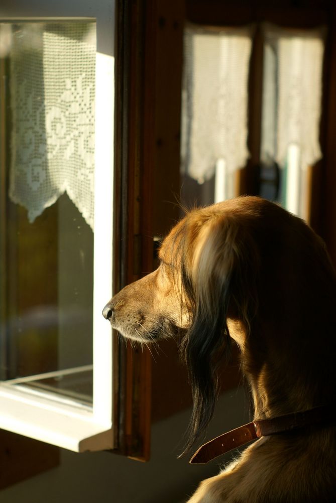 Am Fenster